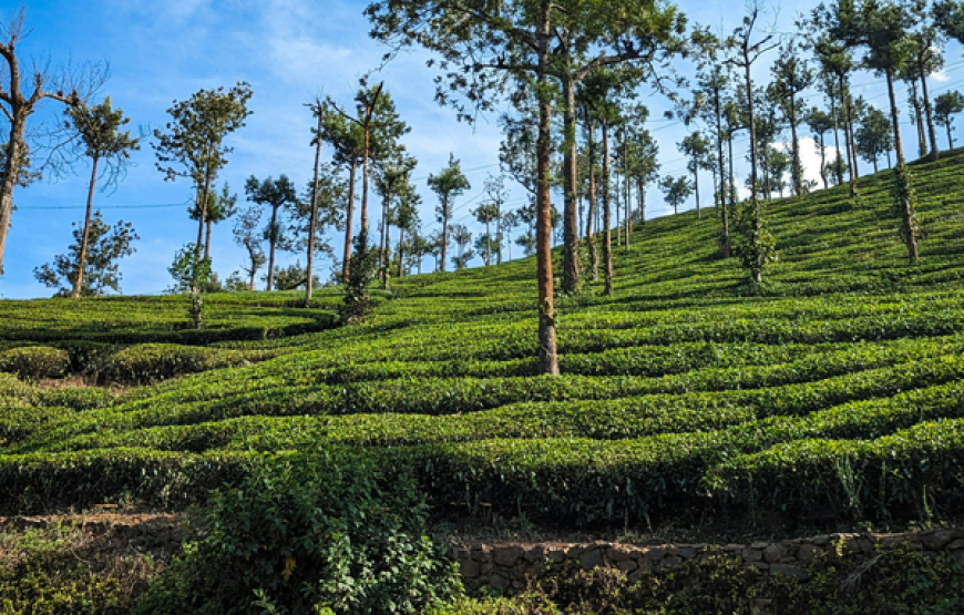Kodaikanal – Thekkady Holidays Package (2 Nights / 3 Days)